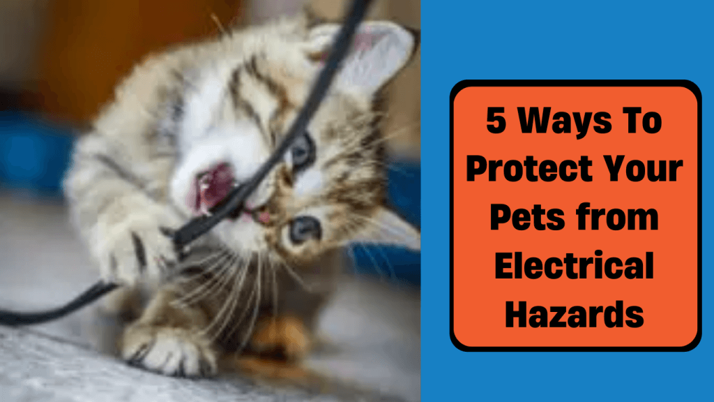 5 ways to protect your pets from electrical hazards